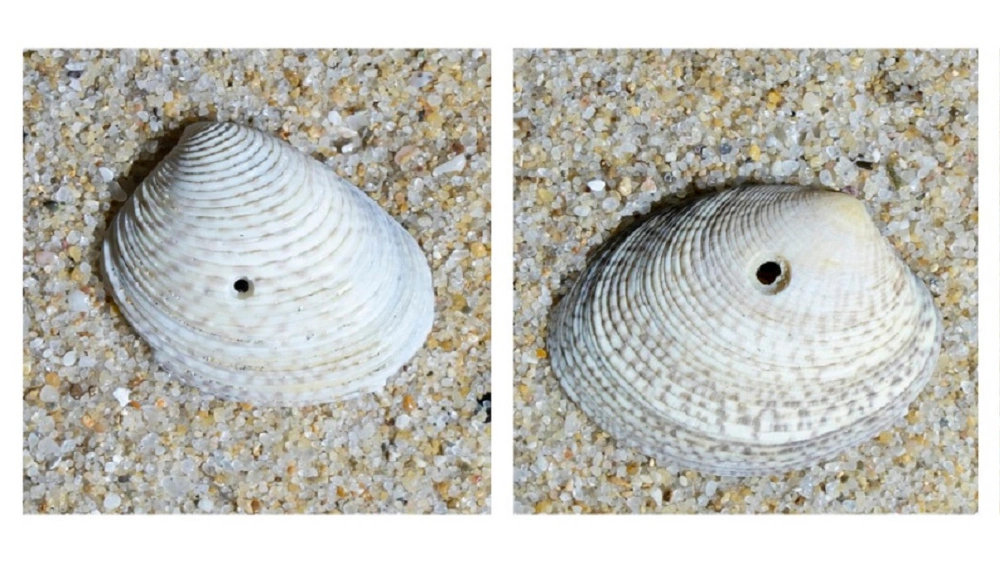How Do You Drill a Hole in a Seashell: Expert Tips